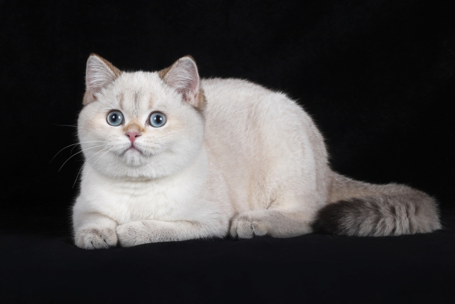Скоттиш страйт котенок серый