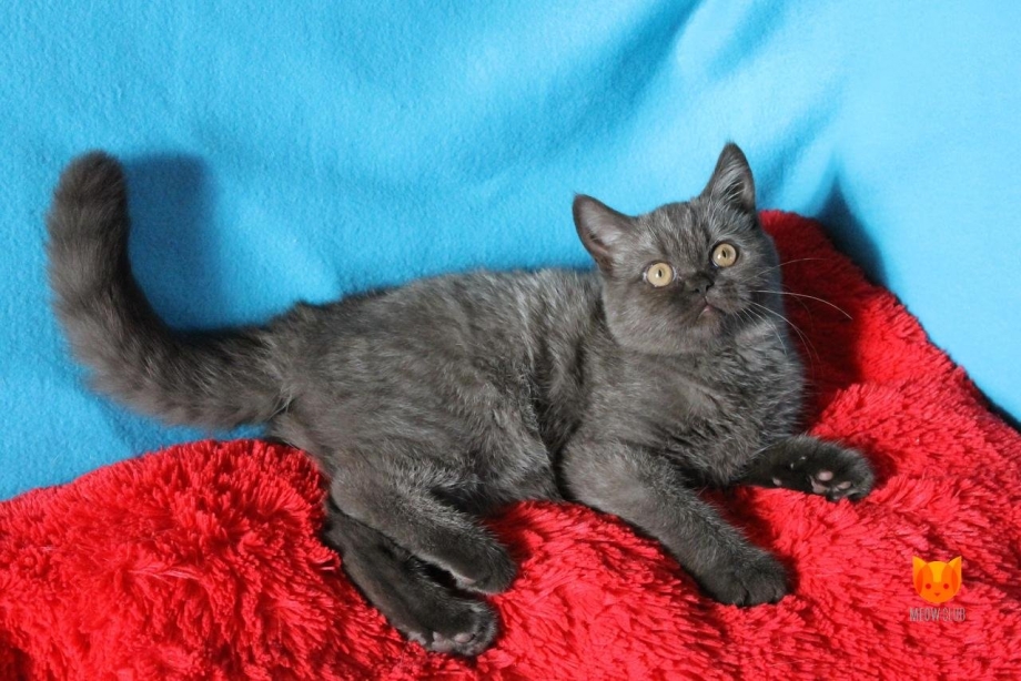 Скоттиш страйт котята