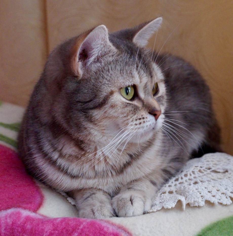 Шотландский скоттиш страйт полосатый
