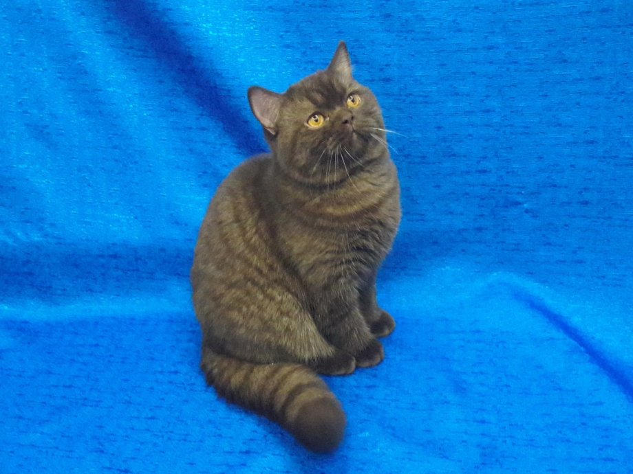 Шотландец скоттиш страйт