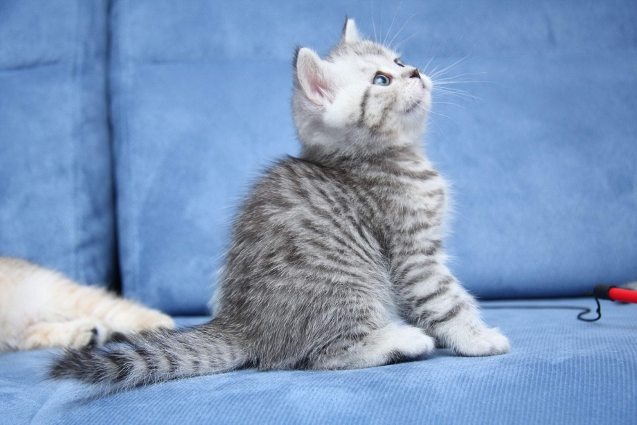 Шотландская прямоухая кошка мрамор