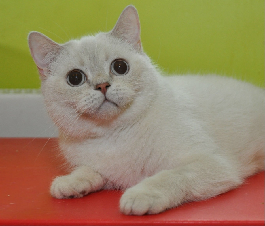 Шотландский кот скоттиш страйт