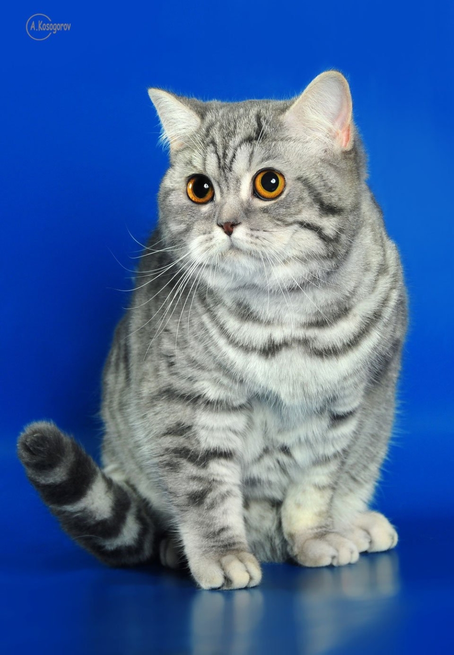 Кот шотландец скоттиш страйт