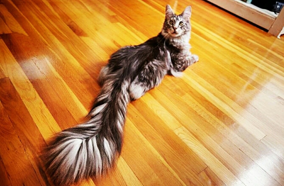 Кошка с длинным хвостом