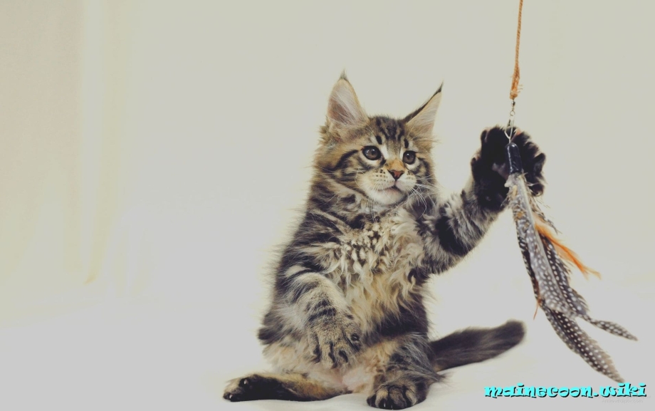 Кошка на прозрачном фоне