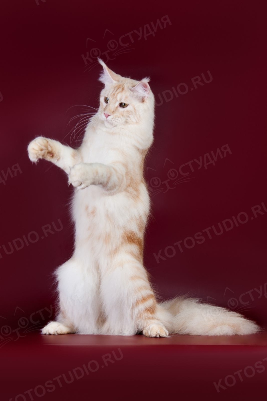 Мейн куны стоят на задних лапах