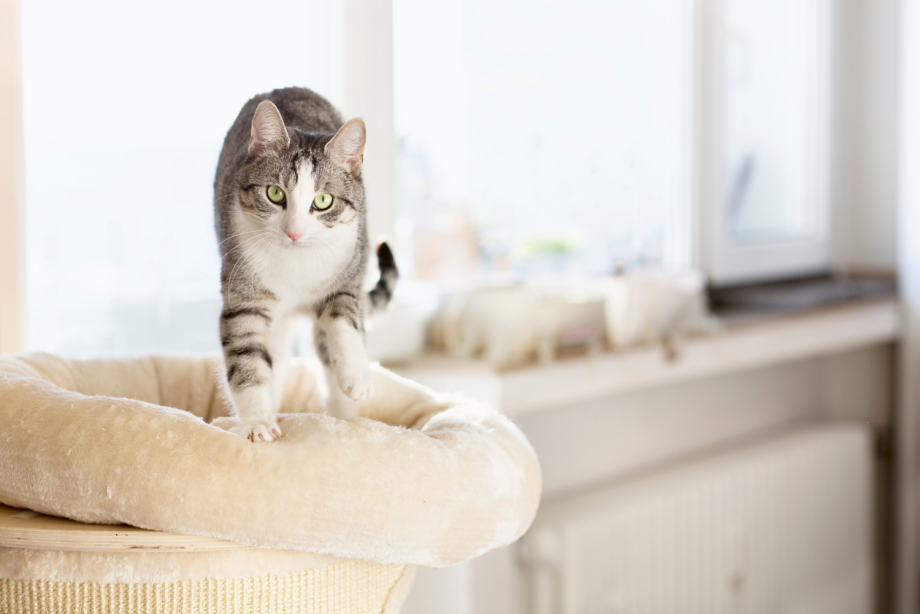 Кошка топчется лапками