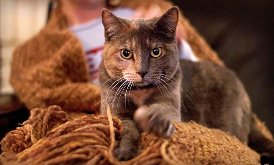 Котик топчет лапками