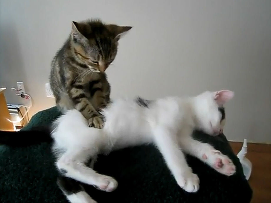 Котик массажист