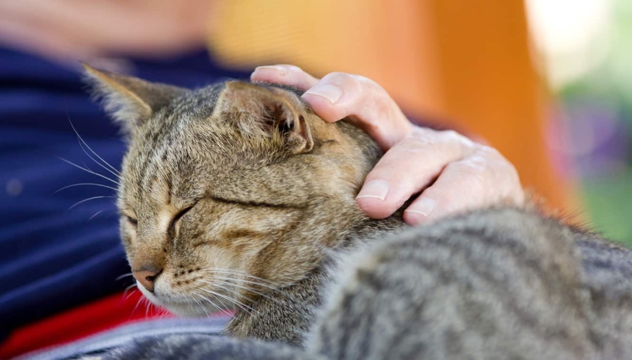 Кот топает