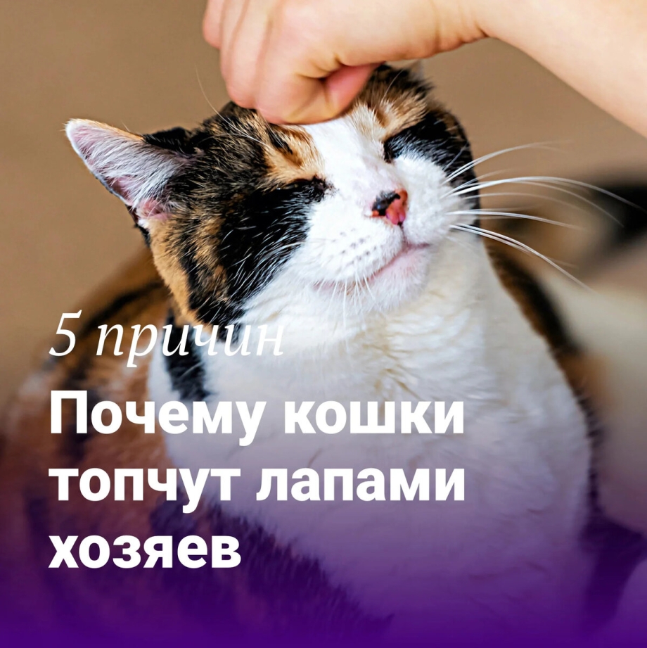 Девушка и кот картинки