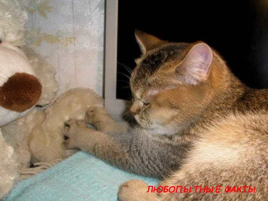 Коты мнут лапами