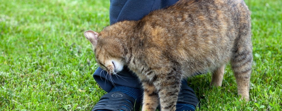Котенок просится на ручки