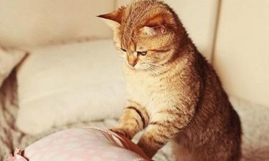 Кошка топчется лапками