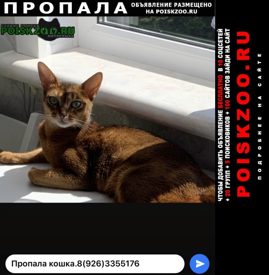 Котик спит у ног