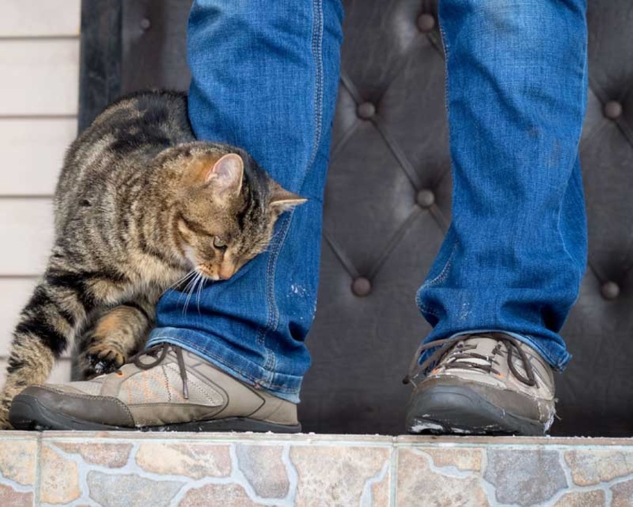 Девушка гладит кота