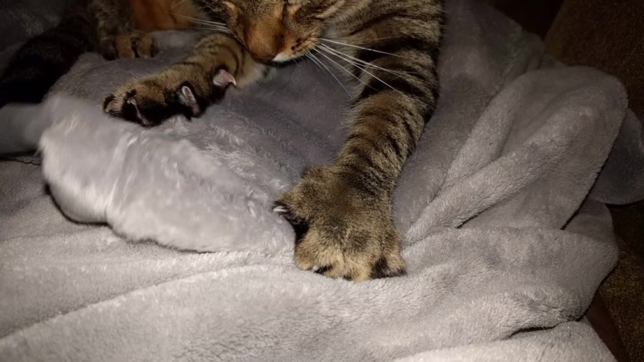 Кошка месит лапами одеяло
