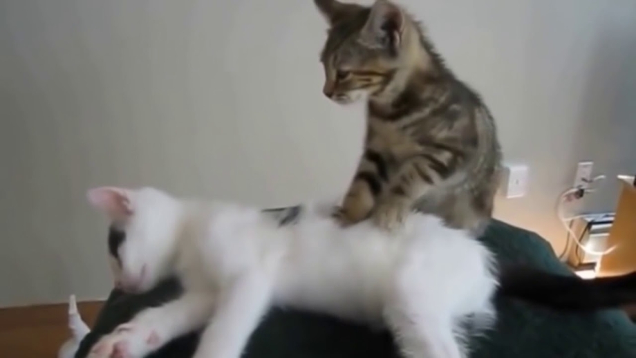 Кот делает массаж
