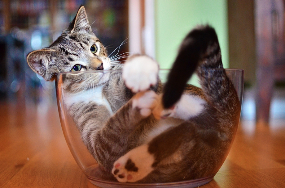 Смешные котята