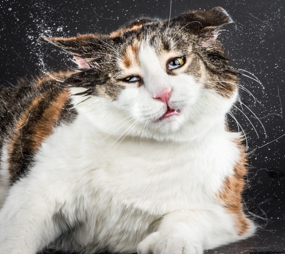 Смешной кот