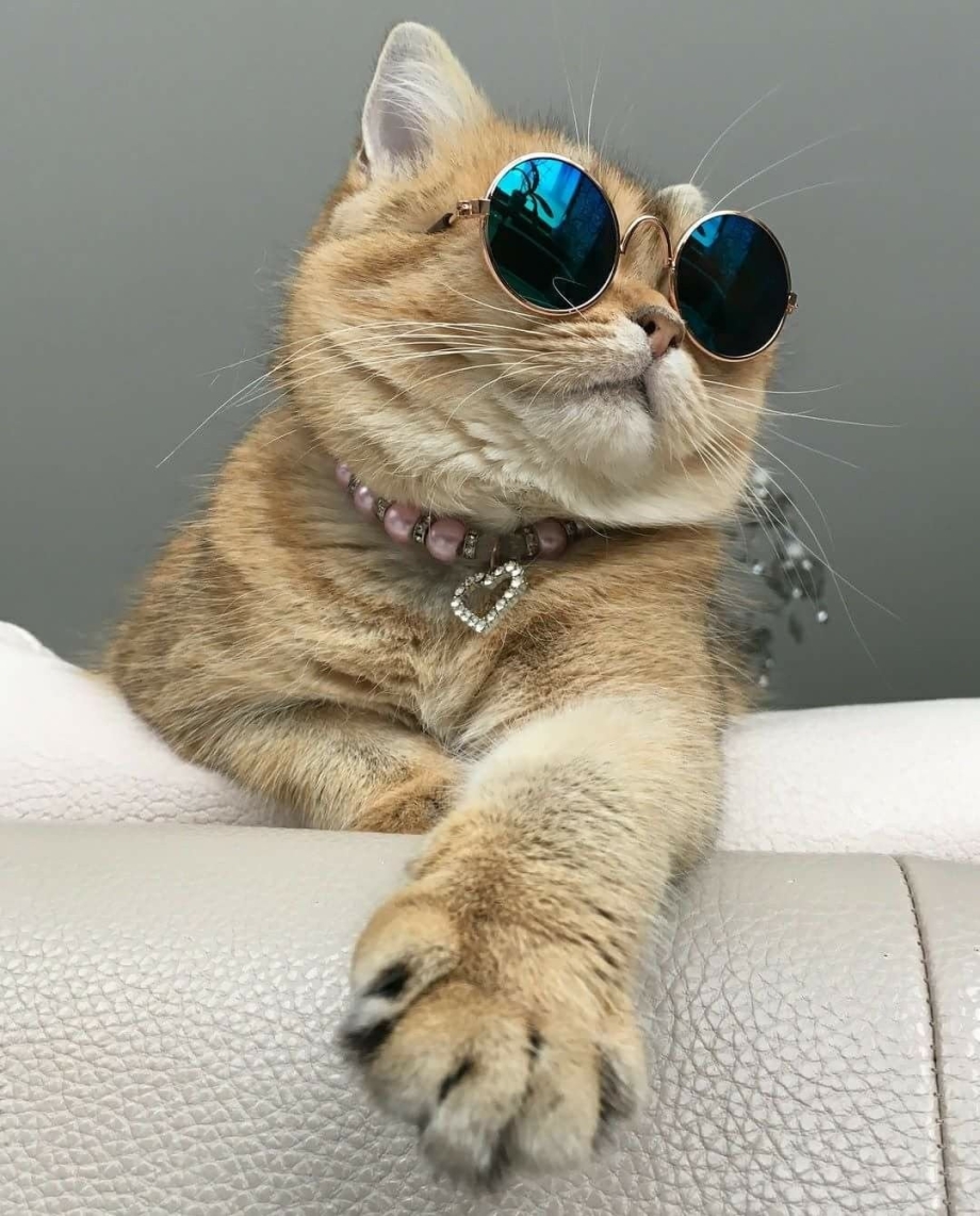 Котейки прикольные