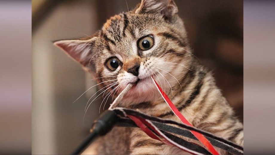 Смешной кот