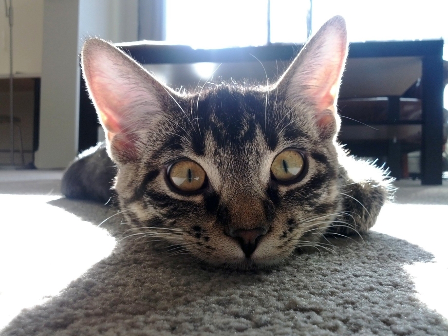 Котейки прикольные