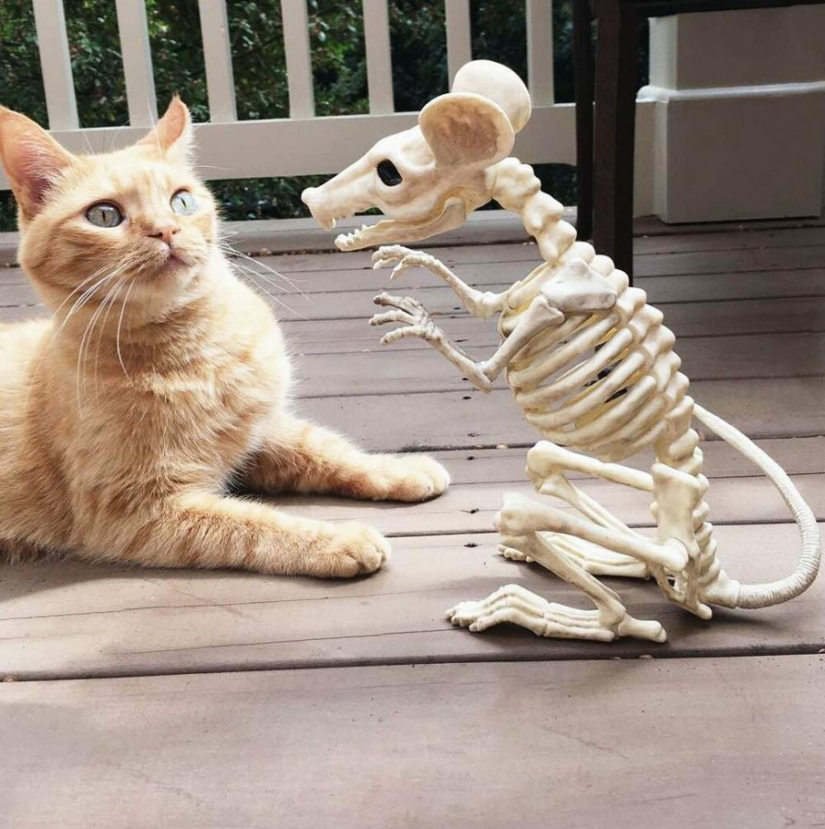 Приколы с котами