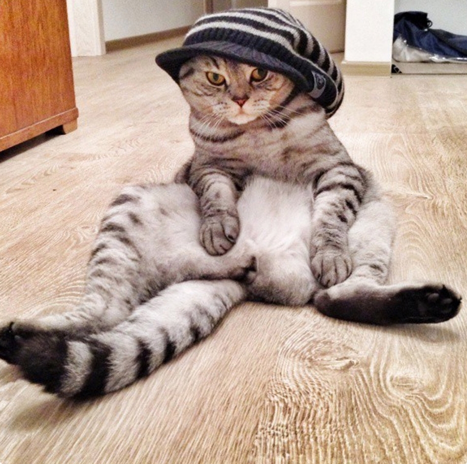 Смешной кот сидит