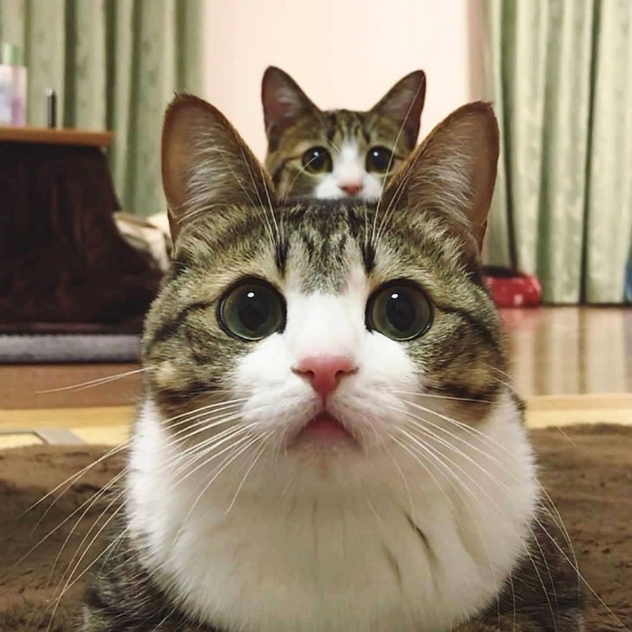 Котейки смешные