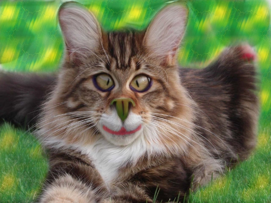 Смешной кот картинка
