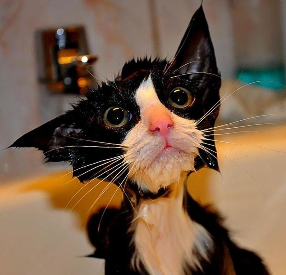 Ржачные коты
