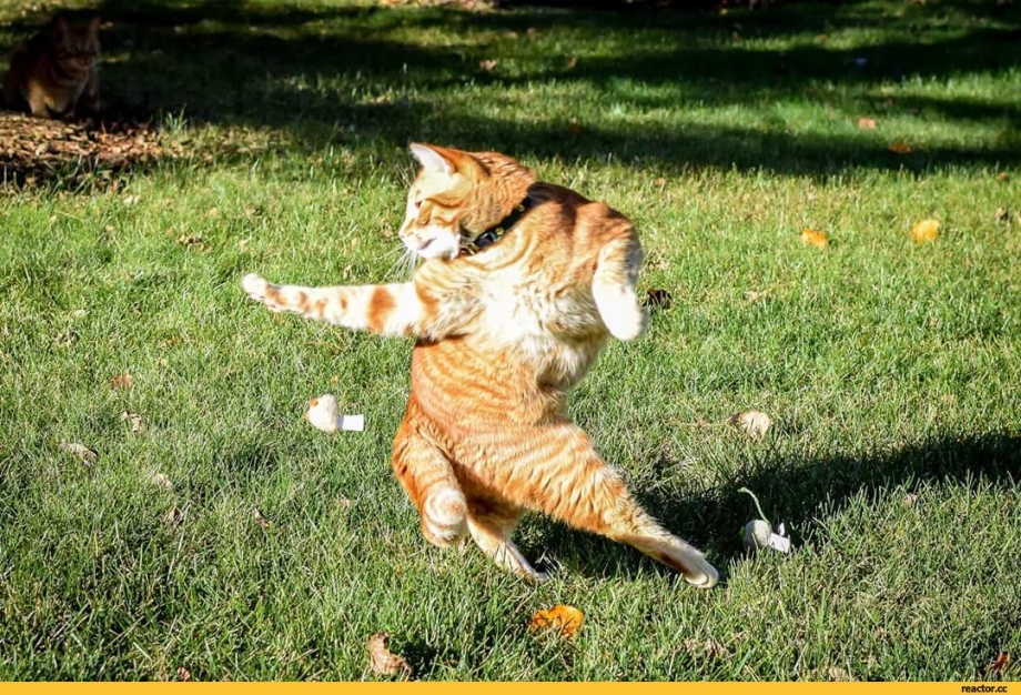 Смешные картинки с котами