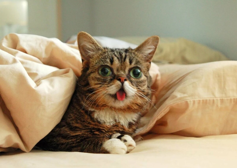 Самый веселый кот в мире