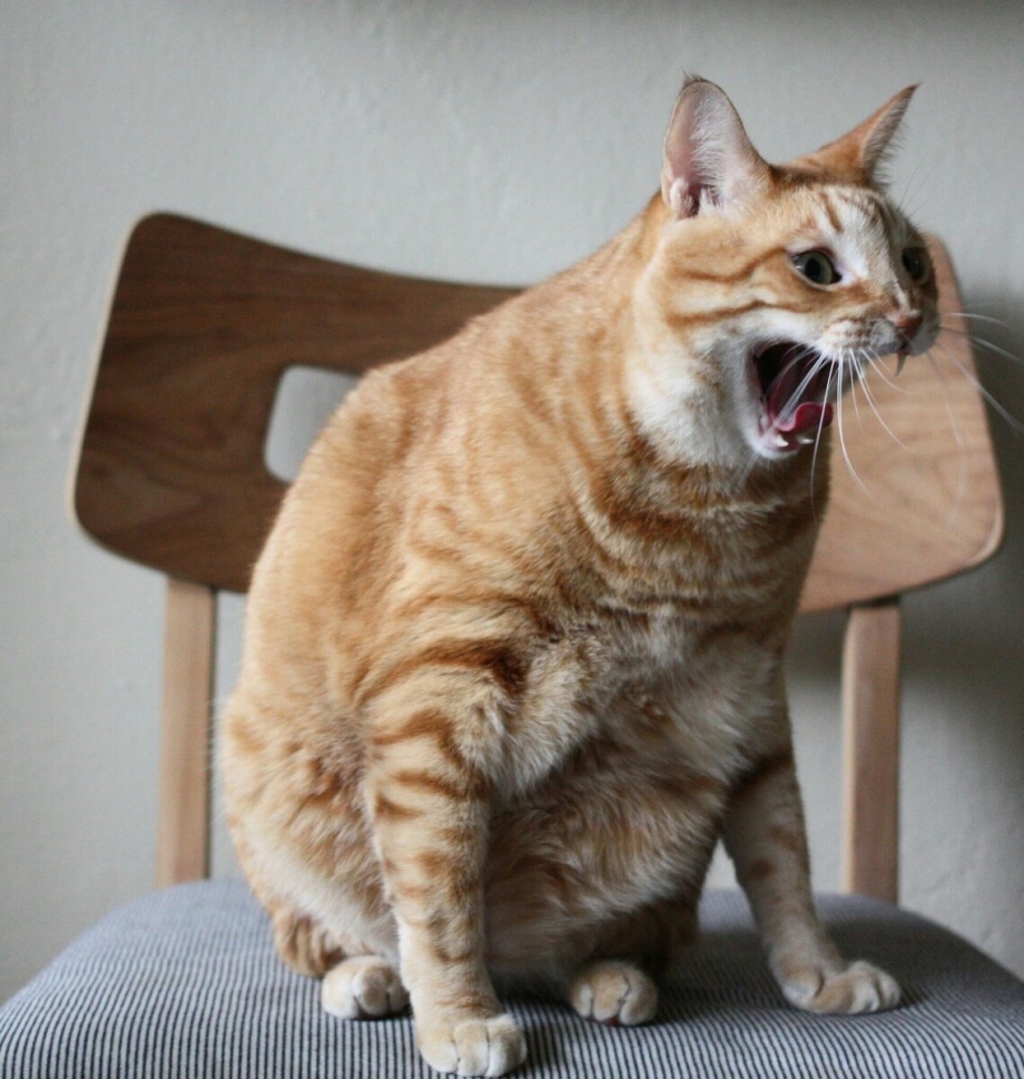 Очень смешной кот