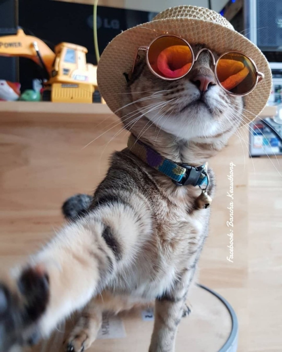 Смешные котики