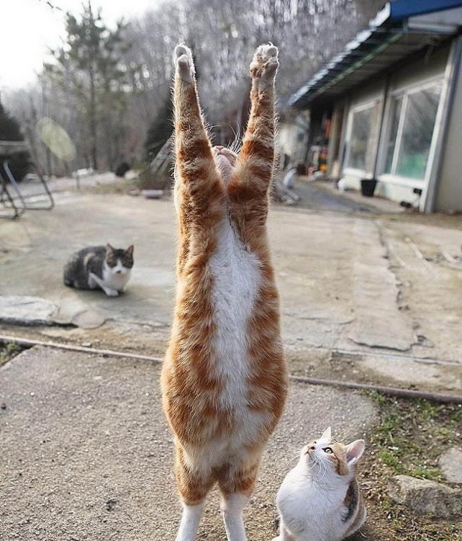 Смешные коты и кошки