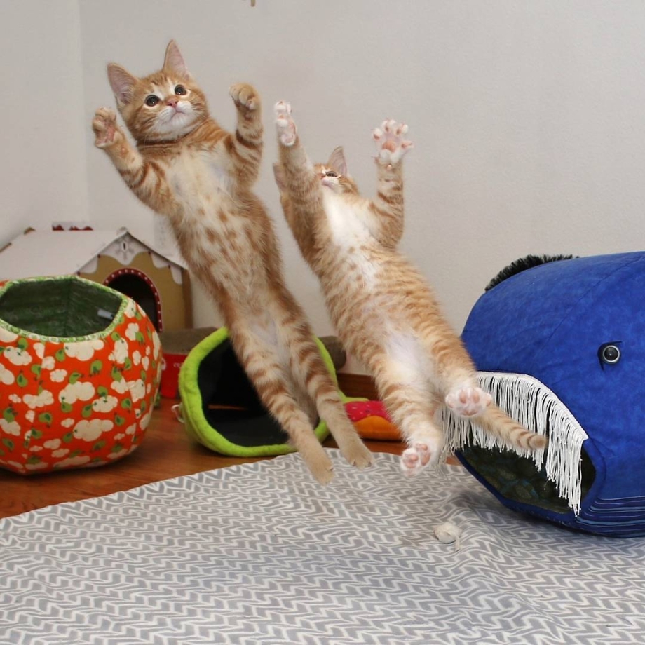 Коты забавные моменты