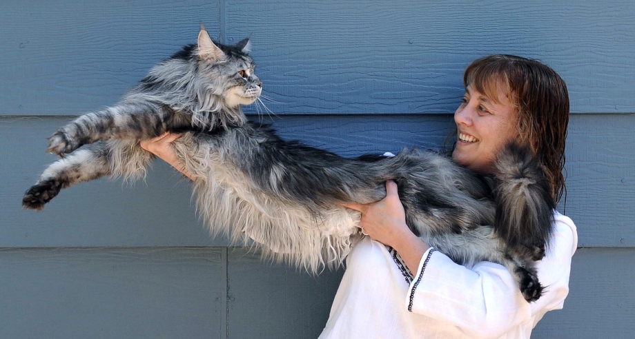 Кот Мейн кун Стьюи