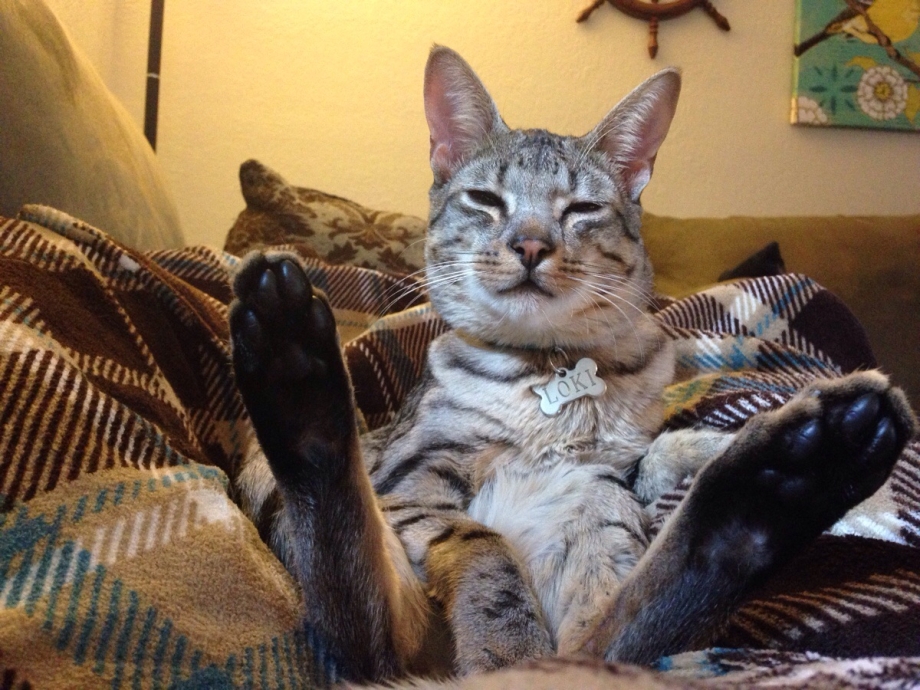 Очень смешные коты фото