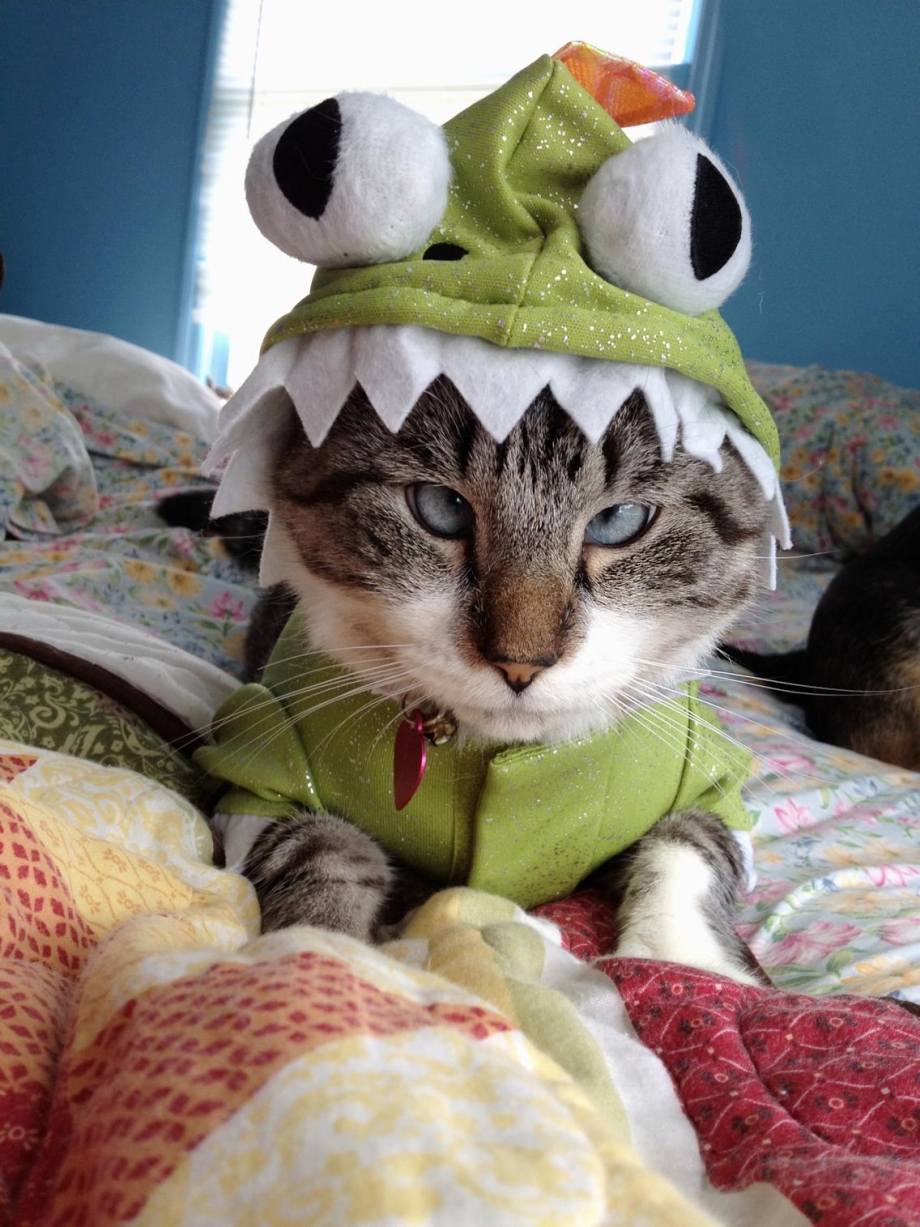 Смешные котики