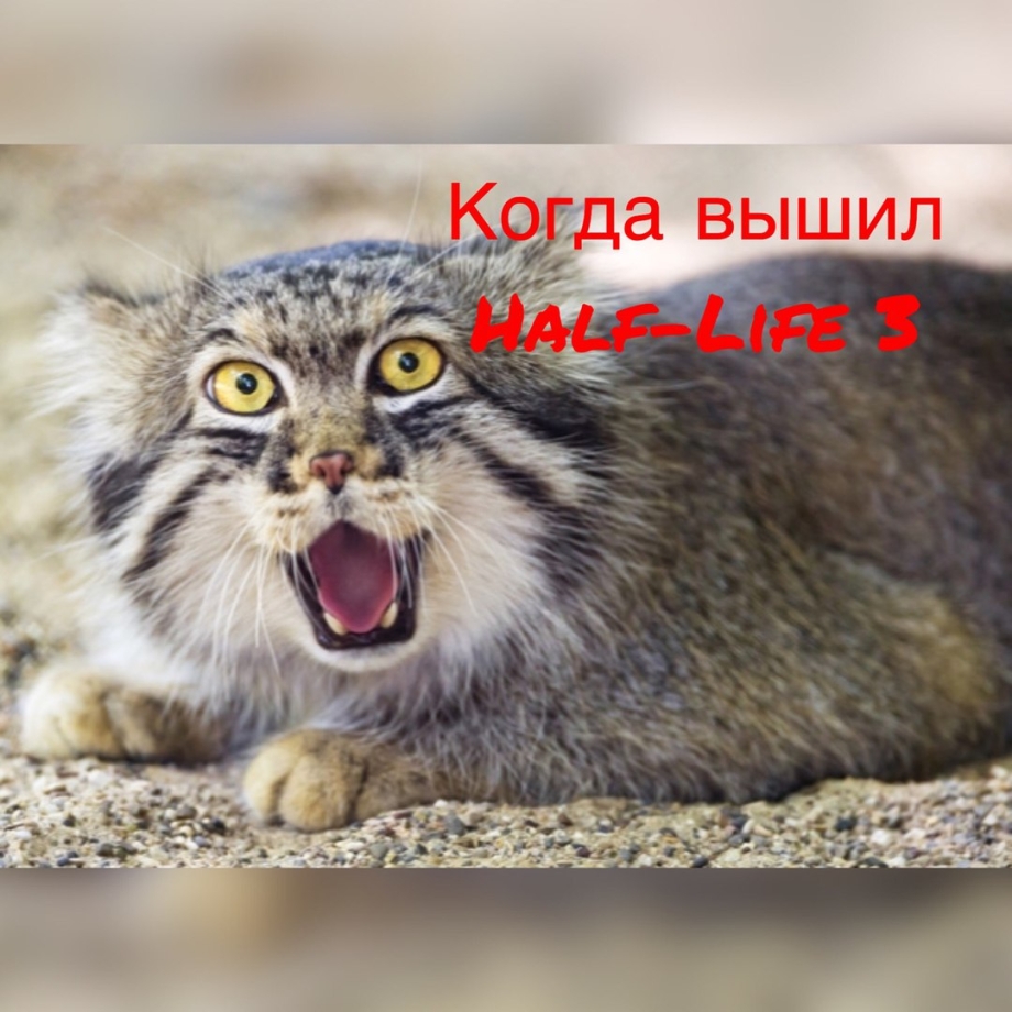 Кот Манул злой