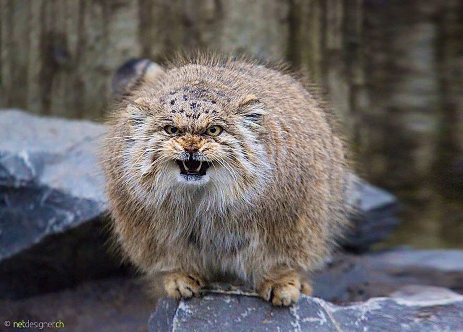 Кот Манул злой