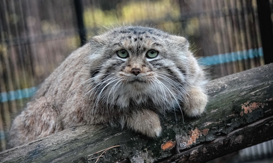 Саяно-Шушенский заповедник Манул