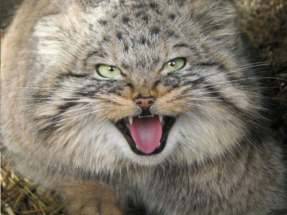 Кот Манул злой