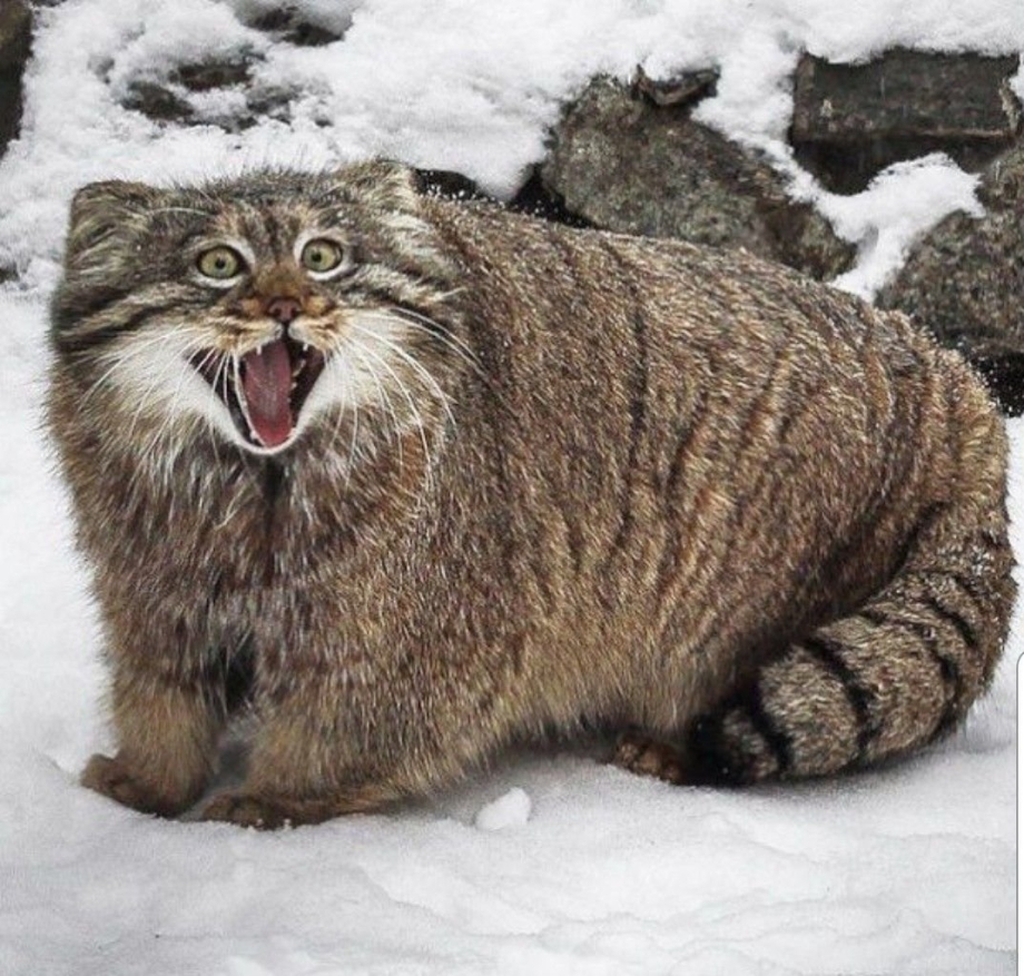 Дикая кошка Манул