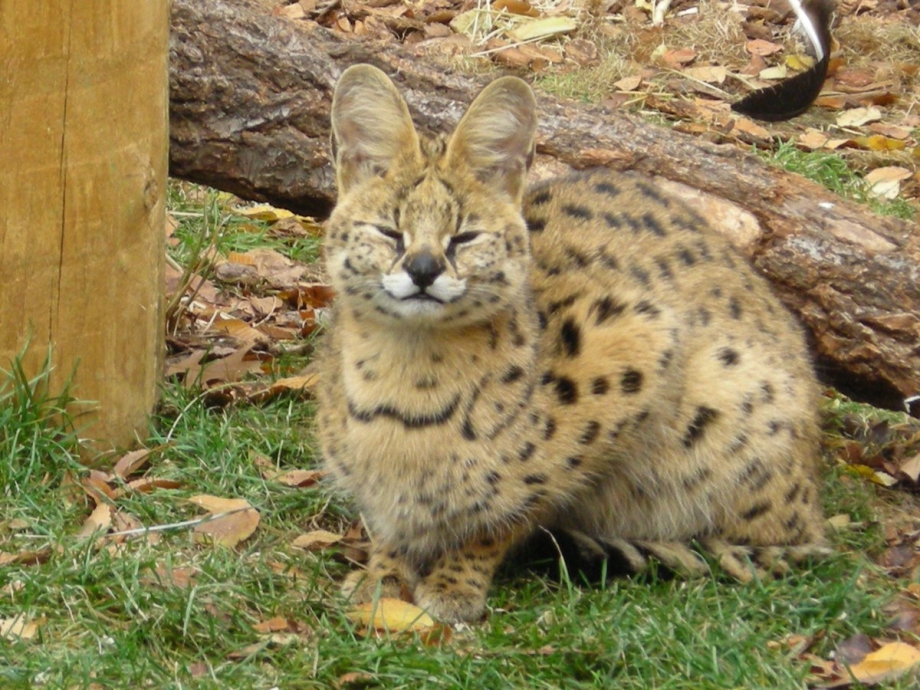 Ocelot picture