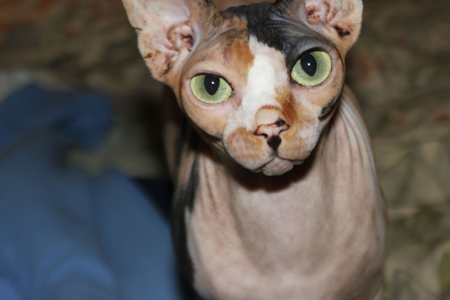 Ждем котят сфинкс