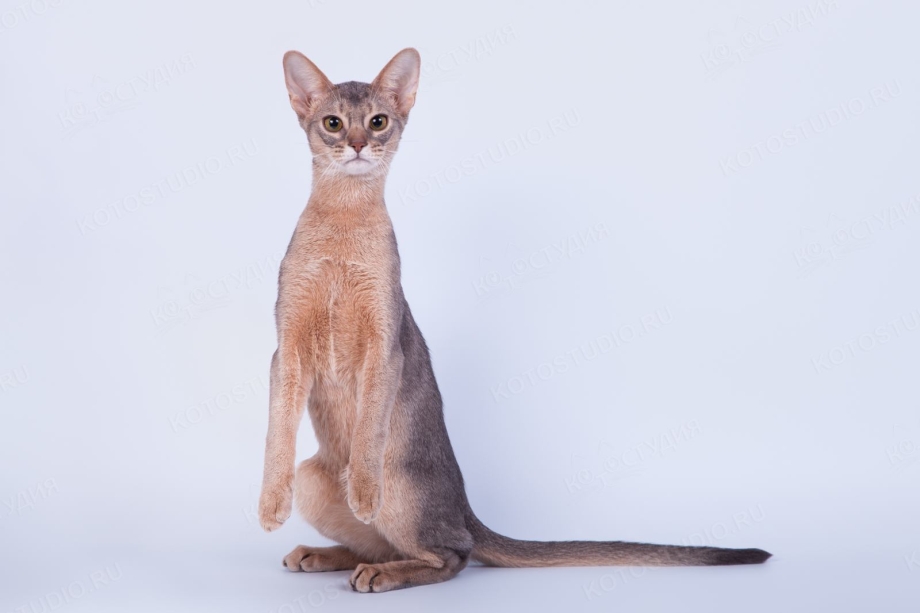 Абиссинская кошка серая