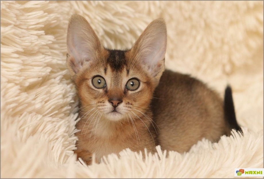 Абиссинская кошка дикий